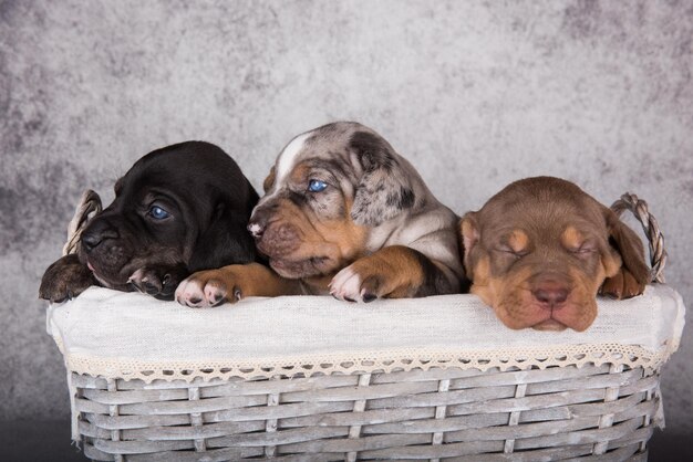 灰色の背景に3匹のルイジアナカタフーラレオパード犬の子犬