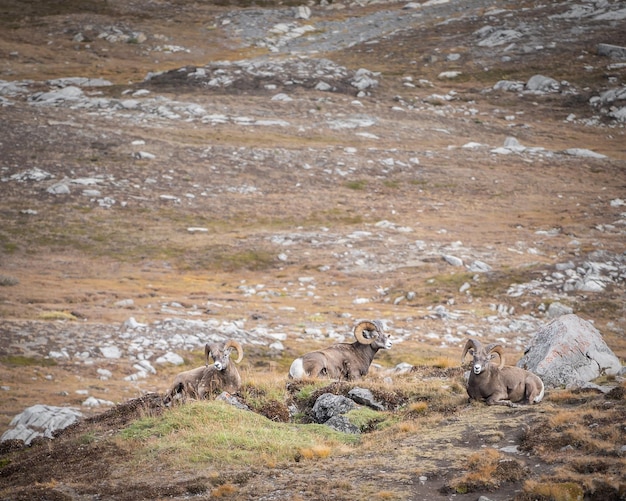 Three male bighorn sheeps lying down and relaxing on a small hill Jasper NPark Canada