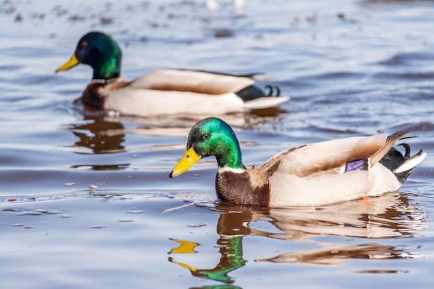 Three mallard ducks are swimming in a pond