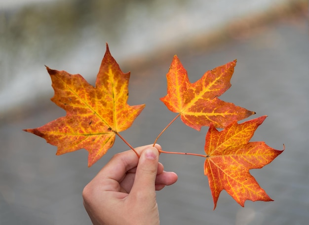 Three maple leaves in hand on abstract background