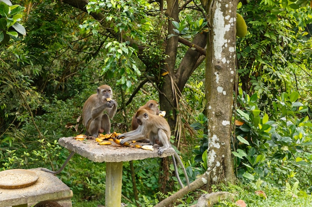 3匹のサルがバナナを食べる