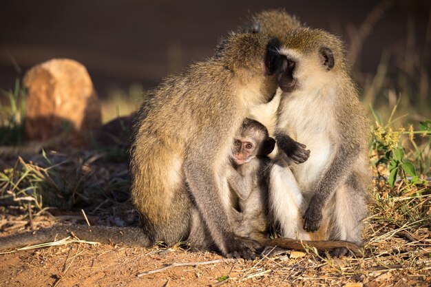 Three monkeys with one baby sit together