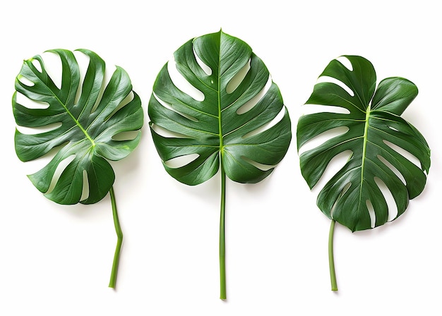 Photo three monstera plant leaves on white background