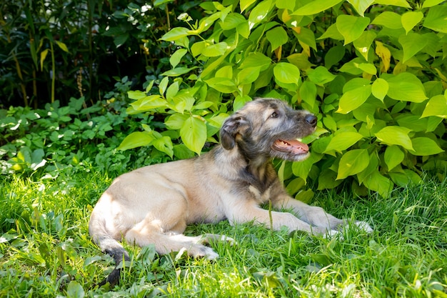 Трехмесячный ирландский волкодав в саду. Щенок породы ирландский волкодав отдыхает на зеленой траве во дворе.