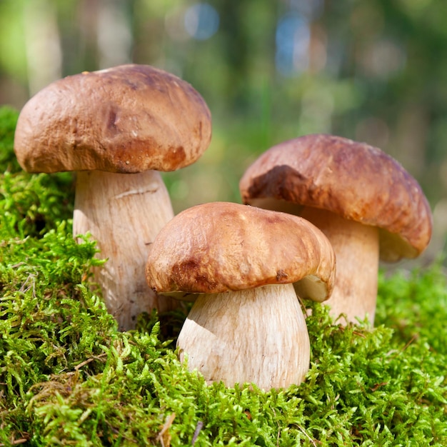 Three mushroom porcini on moss in forest