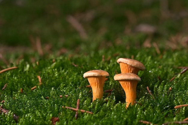 Three mushrooms in a field of moss