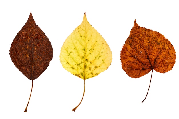 Three natural maple leaves isolated on white background