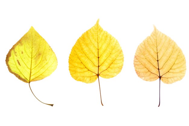 Photo three natural maple leaves isolated on white background