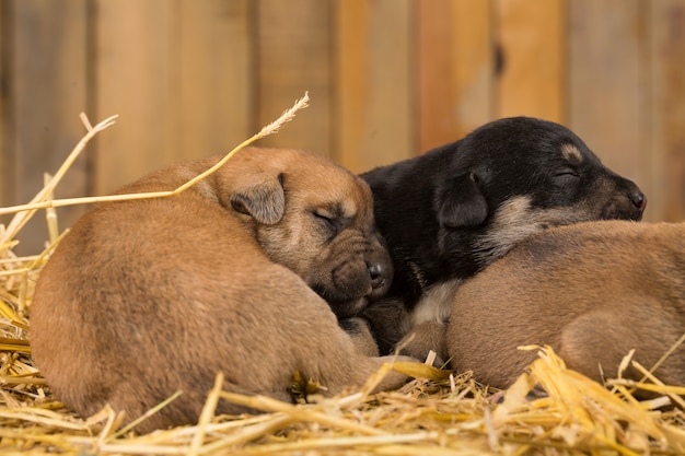 three newborn puppies in a barn