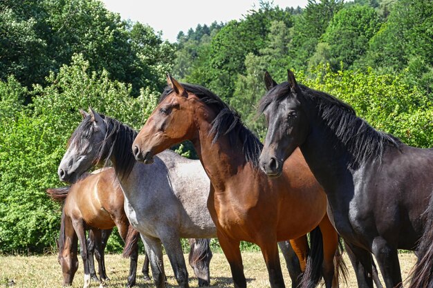 Photo three noble horses in a row