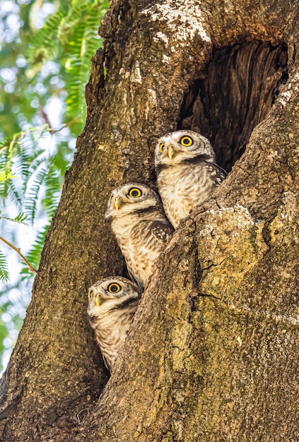 Photo three olws on the tree