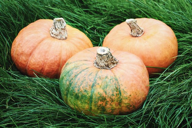 Photo three orange pumpkins on green grass in the backyard