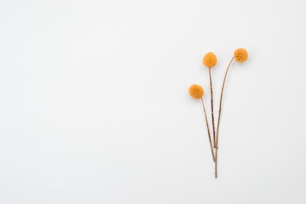 Three orange rustic flowers lie on table. Copy space