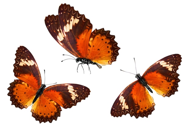 Three orange tropical butterflies. isolated on white