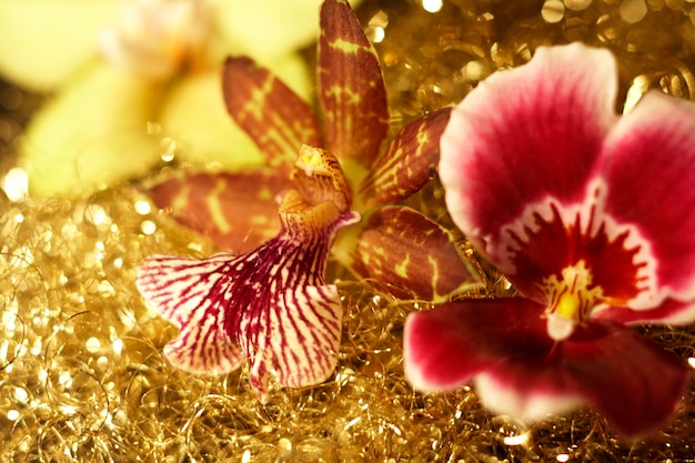 three orchid flowers in golden back