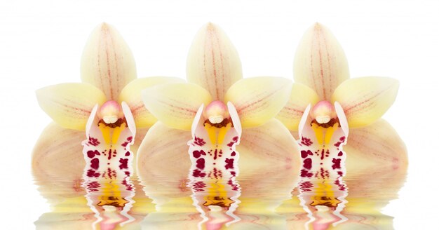 Фото Три цветка орхидеи отражаются в воде
