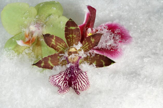 three orchid flowers in the snow