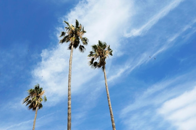 Three palm trees against a blue sky and cirrus clouds Vacation concept in a tropical destination