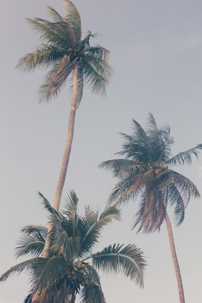 Three palm trees against the sky vertical background