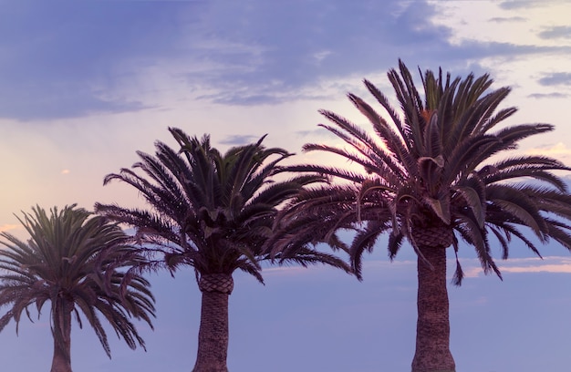Три пальмы и красочное небо с красивым закатом