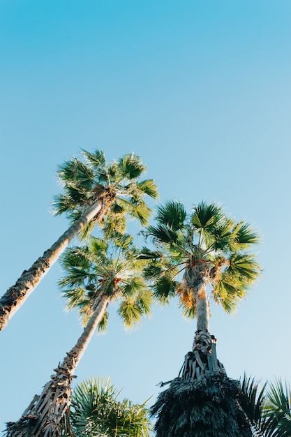 Foto tre palme sopra un cielo blu profondo durante una giornata di sole