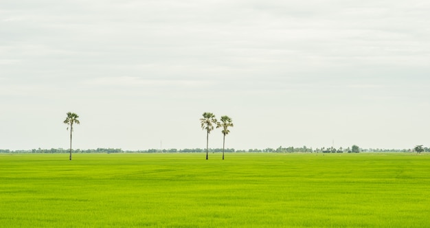 three palm trees in green field