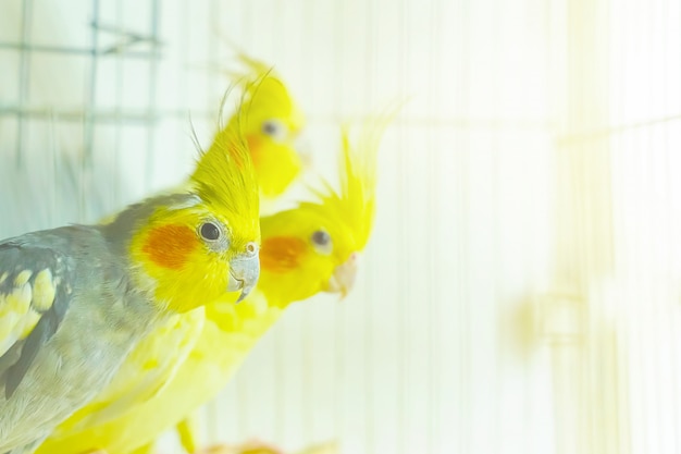 Три загона попугая сидят и качаются в клетке