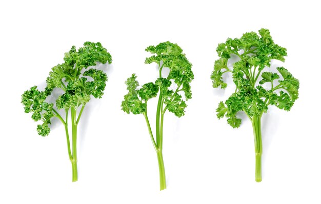 Three Parsley on white background.