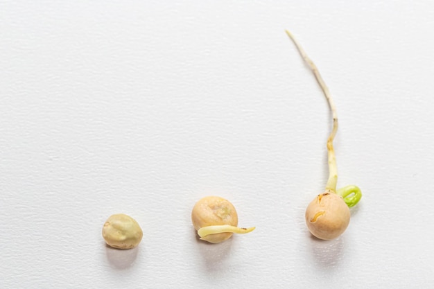 写真 白い背景の3つの豆の種子 成長の概念