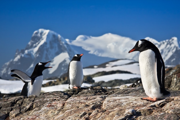 Three penguins on the rocks