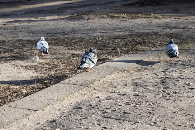 Three pigeons on the ground close up