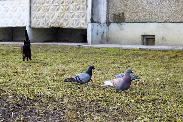 Three pigeons sitting and cat is hunting