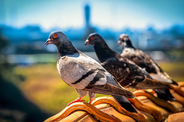 Three pigeons on top of the roof