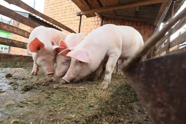 Three pigs are eating in a pen