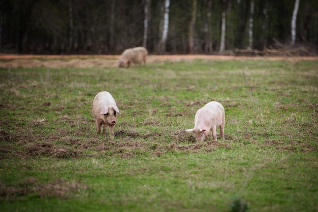 畑で餌をやる3頭の豚Swinesが農場で放牧
