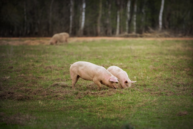 Three pigs feeding in the field Swines graze on the farm