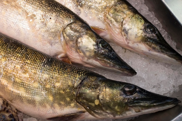 Three Pike laying on the ice in a supermarket. Fresh fish in a fish shop.