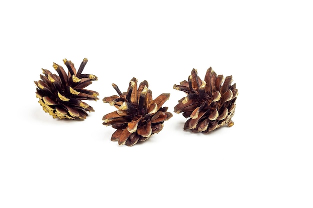 Three pine cones from the forest lie on a white background