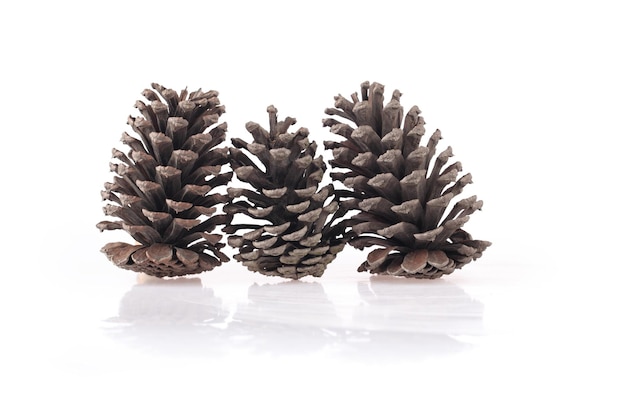 Three pine cones on a white background