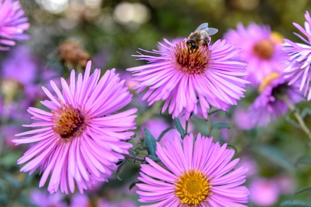 3つのピンクの花とミツバチのクローズアップ