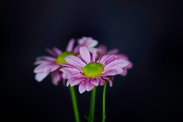 黒の背景に 3 つのピンクの花