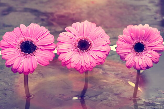 Photo three pink flowers in a water pond at sunset