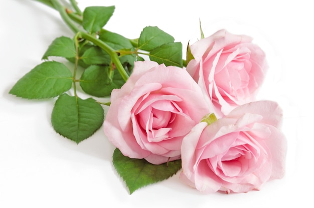 three pink roses  isolated on white space