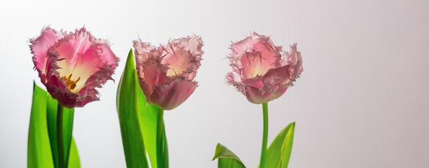 Three pink tulip on a white background