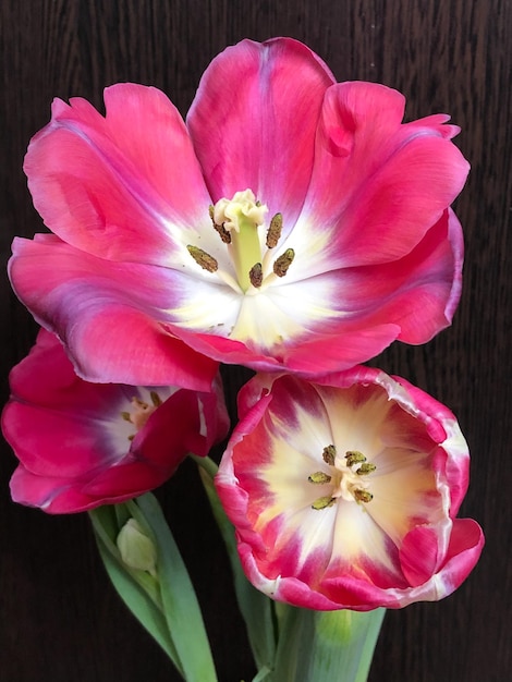 Three pink tulips on a dark background