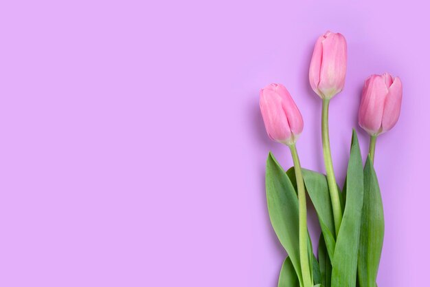 Three pink tulips lie on a pink background, copy-space