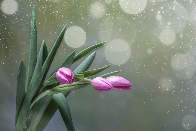 Three pink tulips on a light green background bokeh