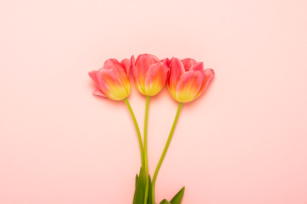 Three Pink Tulips