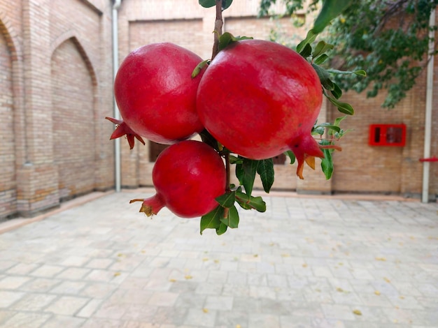 The three pomegranates stand together nicely and are ripe