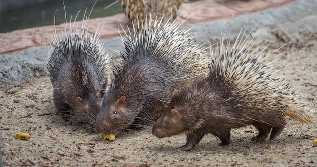 Three porcupines with food